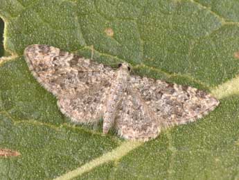 Eupithecia semigraphata Brd adulte - �Philippe Mothiron