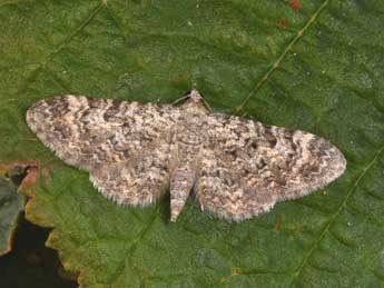 Eupithecia semigraphata Brd adulte - �Philippe Mothiron