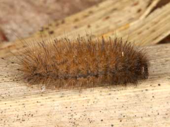  Chenille de Thumatha senex Hb. - �Wolfgang Wagner, www.pyrgus.de