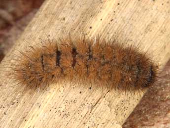  Chenille de Thumatha senex Hb. - �Wolfgang Wagner, www.pyrgus.de