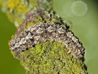  Chenille de Tephronia sepiaria Hfn. - �Jean-Paul Coat