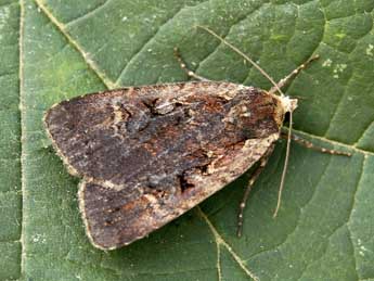 Eugraphe sigma D. & S. adulte - �Lionel Taurand