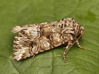 Hadena silenes Hb. adulte - �Lionel Taurand