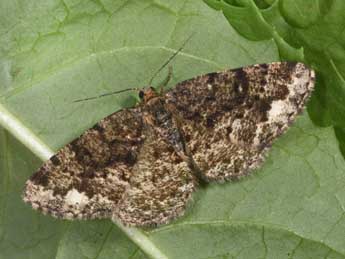 Parectropis similaria Hfn. adulte - �Philippe Mothiron