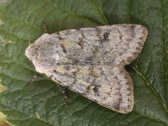Agrotis simplonia Gey. adulte - �Philippe Mothiron