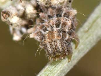  Chenille de Thetidia smaragdaria F. - �Philippe Mothiron