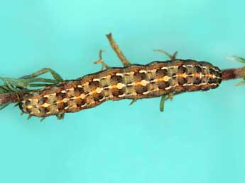  Chenille de Cardepia sociabilis Grasl. - �Jean Haxaire