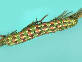  Chenille de Cardepia sociabilis Grasl. - �Jean Haxaire