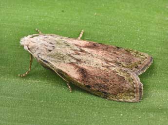 Aphomia sociella L. adulte - �Philippe Mothiron