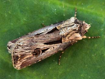 Agrotis spinifera Hb. adulte - �Daniel Morel