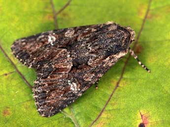 Mniotype adjaciensis Lrt adulte - �Daniel Morel