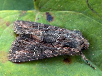 Mniotype adjaciensis Lrt adulte - �Daniel Morel