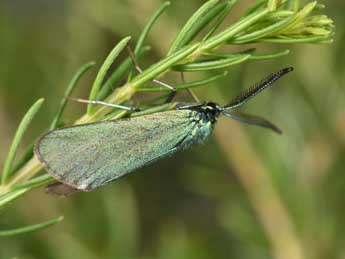 Adscita statices L. adulte - �Philippe Mothiron