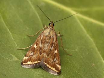 Loxostege sticticalis L. adulte - �Lionel Taurand