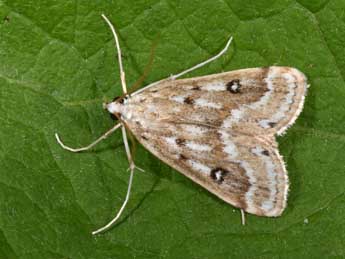 Parapoynx stratiotata L. adulte - �Philippe Mothiron