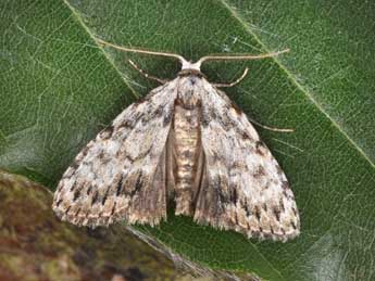 Meganola strigula D. & S. adulte - �Philippe Mothiron