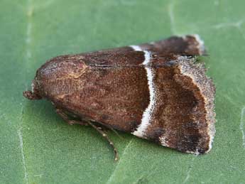 Odice suava Hb. adulte - �Lionel Taurand