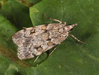 Scoparia subfusca Hw. adulte - �Philippe Mothiron