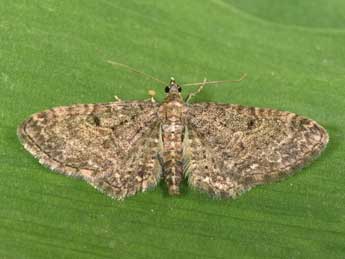 Eupithecia subfuscata Hw. adulte - �Philippe Mothiron