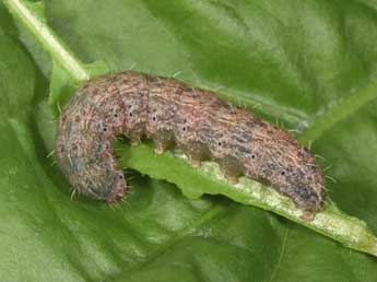  Chenille de Hoplodrina superstes O. - �Philippe Mothiron