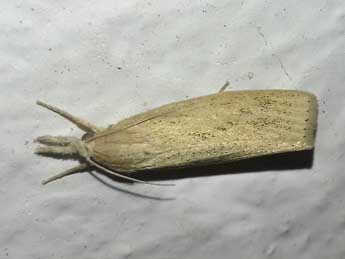 Chilo suppressalis Wlk. adulte - �Baptiste Segura