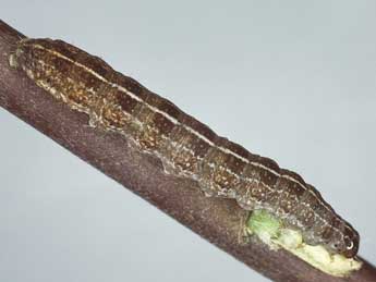  Chenille de Parastichtis suspecta Hb. - �Kimmo Silvonen