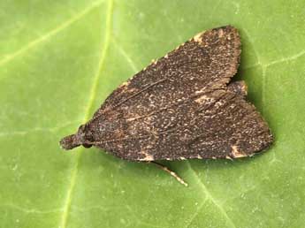 Stemmatophora syriacalis Rag. adulte - �Lionel Taurand