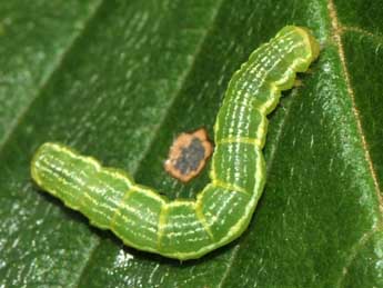  Chenille de Triphosa tauteli Lrt - �Paolo Mazzei