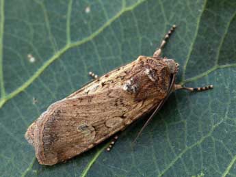 Euxoa temera Hb. adulte - �Daniel Morel