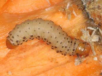  Chenille de Dasypolia templi Thnbg - �Wolfgang Wagner, www.pyrgus.de