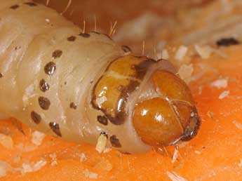  Chenille de Dasypolia templi Thnbg - �Wolfgang Wagner, www.pyrgus.de