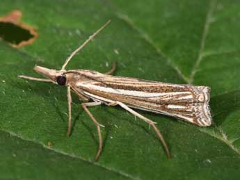 Ancylolomia tentaculella Hb. adulte - �Philippe Mothiron