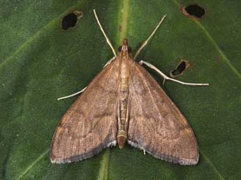 Anania terrealis Tr. adulte - �Philippe Mothiron