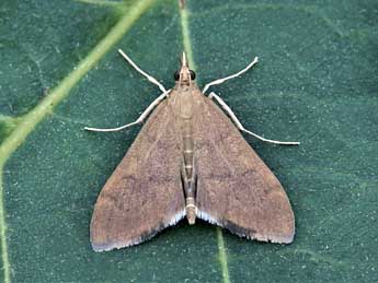 Anania terrealis Tr. adulte - �Lionel Taurand