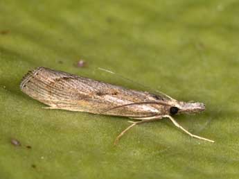 Agriphila tersella Led. adulte - �Philippe Mothiron
