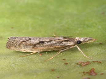 Agriphila tersella Led. adulte - �Philippe Mothiron