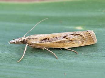 Agriphila tersella Led. adulte - �Lionel Taurand