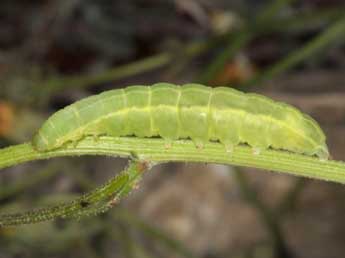  Chenille de Amphipyra tetra F. - �Wolfgang Wagner, www.pyrgus.de