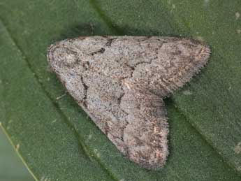 Nola thymula Mill. adulte - �Philippe Mothiron