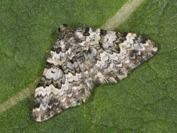 Epirrhoe timozzaria Const. adulte - �Philippe Mothiron