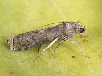 Phycita torrenti Agjo adulte - �Philippe Mothiron