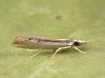 Agriphila trabeatella H.-S. adulte - �Philippe Mothiron