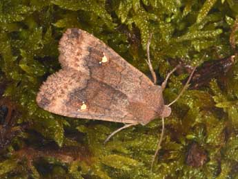 Eupsilia transversa Hfn. adulte - �Philippe Mothiron