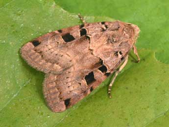 Xestia triangulum Hfn. adulte - �Philippe Mothiron