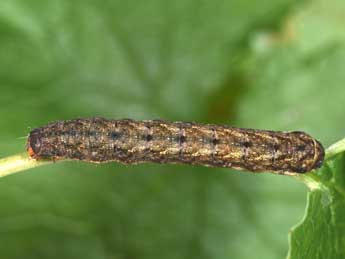  Chenille de Xestia ditrapezium D. & S. - �Philippe Mothiron