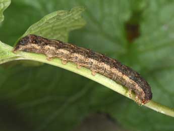  Chenille de Xestia ditrapezium D. & S. - �Philippe Mothiron