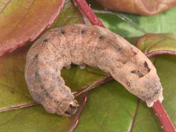  Chenille de Xestia triangulum Hfn. - �Philippe Mothiron