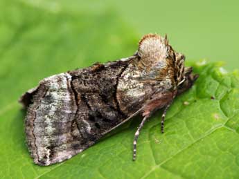 Abrostola tripartita Hfn. adulte - �Daniel Morel