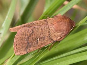 Mythimna turca L. adulte - �Philippe Mothiron