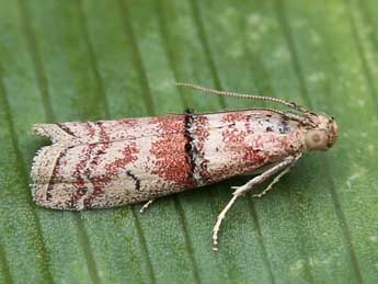 Merulempista turturella Z. adulte - �Lionel Taurand